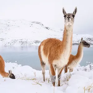 Adult Guanacos (Lama guanicoe) grazing in deep snow near Lago Pehoe, Torres del Paine National Park, Chile, July Adult Guanacos (Lama guanicoe) grazing in deep snow near Lago Pehoe, Torres del Paine National Park, Chile, July
