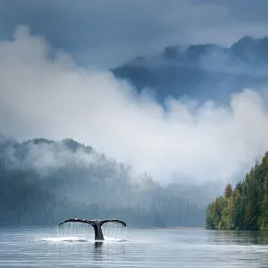 Adult humpback whale (Megaptera novaeangliae) diving in deep water channel. Great Bear Rainforest, British Columbia, Canada. COP26 Countdown Photo Competition 2021 Finalist. (digitally stitched image)