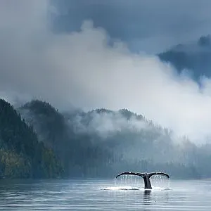 Adult humpback whale print, digitally stitched image Adult humpback whale print, digitally stitched image