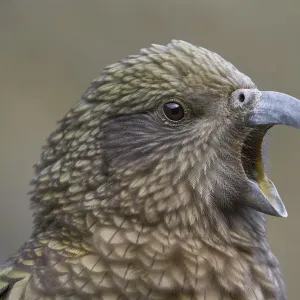 Adult Kea (Nestor notabilis) close-up portrait. Arthurs Pass National Park, New Zealand, July