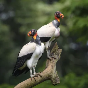 Adult King Vulture (Sarcoramphus papa) Laguna del Lagarto, Boca Tapada, Caribbean slope