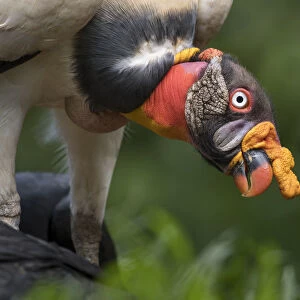 Adult King Vulture (Sarcoramphus papa) feeding at a carcass. Laguna del Lagarto, Boca Tapada