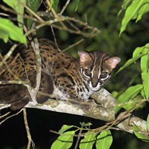 Adult Leopard Cat {Felis / Prionailurus bengalensis} portrait resting in tree, riverine forest