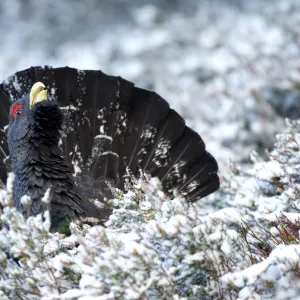 Adult male Capercaille (Tetrao urogallus), displaying in the snow, Scotland, December