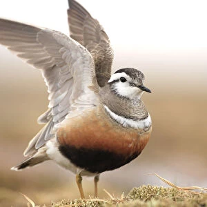 Adult male Eurasian dotterel (Charadrius morinellus) displaying with wings raised