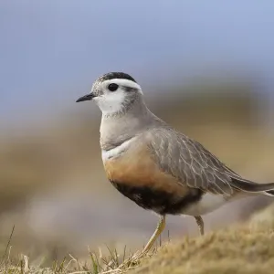 Adult male Eurasian dotterel (Charadrius morinellus) in breeding habitat on upland Adult male Eurasian dotterel (Charadrius morinellus) in breeding habitat on upland