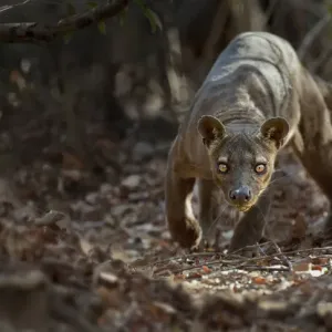 Adult male Fosa (Crytoprocta ferox) prowling on deciduous forest floor. Kirindy Forest Adult male Fosa (Crytoprocta ferox) prowling on deciduous forest floor. Kirindy Forest