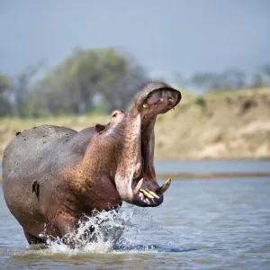 Adult male Hippopotamus (Hippopotamus amphibius) posturing in agressive yawn behaviour