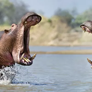 Adult male Hippopotamuses (Hippopotamus amphibius) posturing in agressive yawn behaviour
