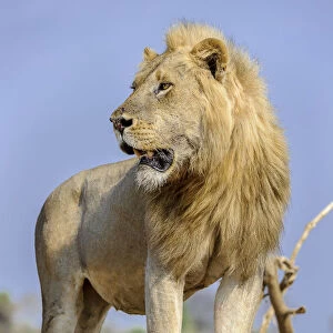 Adult male lion (Panthera leo) standing on the banks of the Luangwa River
