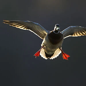 An adult male Mallard (Anas platyrhynchos) comes in to land, backlit by evening sunlight