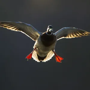 An adult male Mallard (Anas platyrhynchos) comes in to land, backlit by evening sunlight