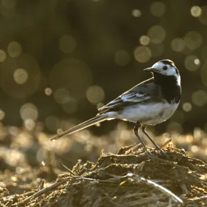 Adult male Pied wagtail (Motacilla alba yarrellii), in spring plumage, feeding on dung flies