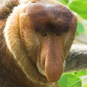 Adult male Proboscis Monkey {Nasalis larvatus} head portrait, mangrove forest, Bako NP, Sarawak, Borneo