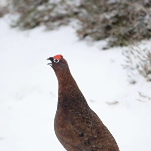Adult male Red Grouse (Lagopus lagopus scoticus) in snow, Cairngorms NP, Scotland