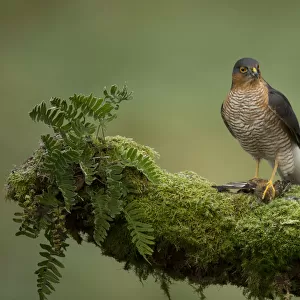 Adult male Sparrowhawk (Accipiter nisus) with prey perched on a branch, Dumfries