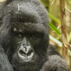 Adult Mountain gorilla (Gorilla beringei beringei) holding baby, Hirwa group, Volcanoes