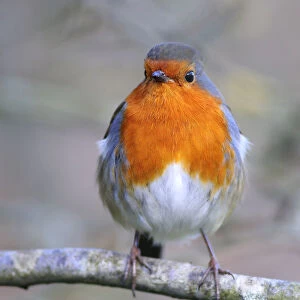 Adult robin (Erithacus rubecula) perched on twig in late winter. Dorset, UK February