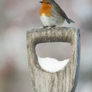 Adult Robin (Erithacus rubecula) perched on spade handle in the snow in winter, Scotland Adult Robin (Erithacus rubecula) perched on spade handle in the snow in winter, Scotland