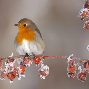 Adult Robin (Erithacus rubecula) in winter, perched on twig with frozen crab apples