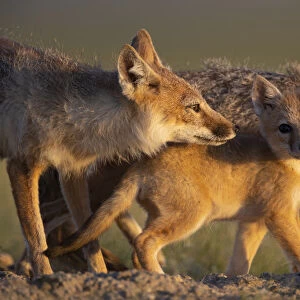 Adult Swift foxes (Vulpes velox) caring for pup at den, Montana, USA. June