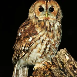 Adult Tawny Owl Print - Perched on a Dead Tree in Dorset, UK Adult Tawny Owl Print - Perched on a Dead Tree in Dorset, UK