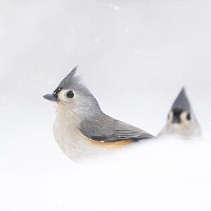 Two adult Tufted titmice (Baeolophus bicolor) surrounded by snow, winter, New York, USA