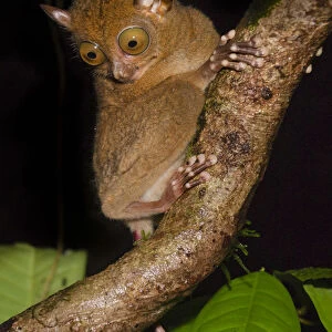 Adult Western / Horsfields tarsier (Tarsius bancanus) in forest understorey at night