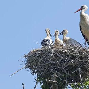 Adult White stork (Ciconia ciconia) standing beside three large chicks on their nest