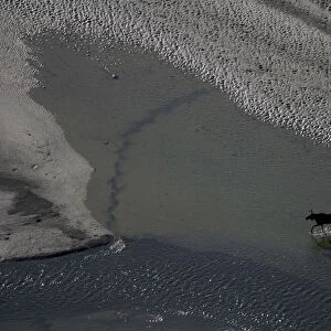 Aerial of a European elk / Moose (Alces alces) crossing sand spit in the Rapadalen valley