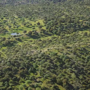 Aerial Print of Dehesa Forest, Spain Aerial Print of Dehesa Forest, Spain