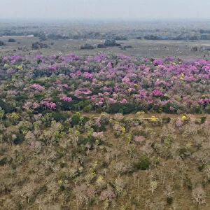 Aerial landscape of Cerrado with flowring Pink Trumpet Trees / Pink Lapacho (Handroanthus