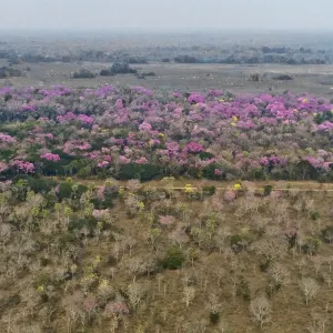 Aerial landscape of Cerrado with flowring Pink Trumpet Trees / Pink Lapacho (Handroanthus