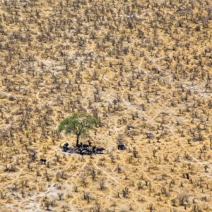 Aerial view of African elephants (Loxodonta africana) looking for the shade under