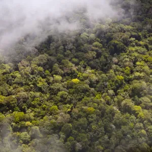 Amazon Rainforest Aerial Print Amazon Rainforest Aerial Print
