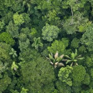 Amazonian Canopy Print, Yasuni National Park Amazonian Canopy Print, Yasuni National Park