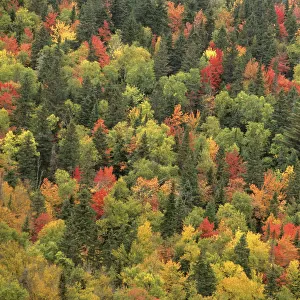 Aerial view of autumn mixed forest tree canopy, Laurentides forest, Quebec, Canada