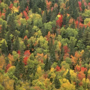 Aerial view of autumn mixed forest tree canopy, Laurentides forest, Quebec, Canada