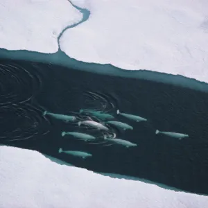 Aerial view of Beluga whales (Delphinapterus leucas) travelling up lead, Lancaster Sound