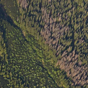 Aerial view of border between spruce forest and Dwarf mountain pine (Pinus mugo)