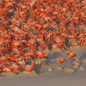 Visuale aerea della colonia di riproduzione del Flamingo caribico (Phoenicopterus ruber), Ria Lagartos. Visuale aerea della colonia di riproduzione del Flamingo caribico (Phoenicopterus ruber), Ria Lagartos.