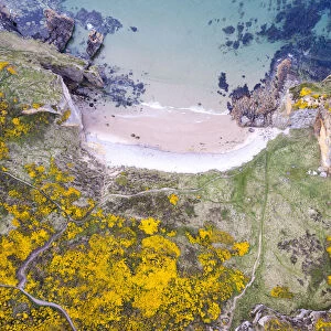 Aerial view of Clashach cove surrounded by flowering Gorse (Ulex europaeus), Hopeman, Moray Firth, Scotland, UK. May, 2017