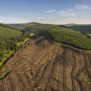 Aerial view of commercial forestry plantations and cleared land, Scottish Borders, Scotland, UK. June, 2018 Aerial view of commercial forestry plantations and cleared land, Scottish Borders, Scotland, UK. June, 2018