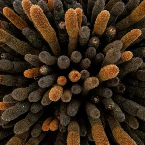 Aerial view of dense stand of Lava cactus (Brachycereus nesioticus), Fernandina Island, Galapagos National Park, Galapagos Islands Aerial view of dense stand of Lava cactus (Brachycereus nesioticus), Fernandina Island, Galapagos National Park, Galapagos Islands