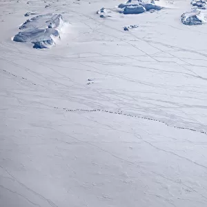 Aerial view of Emperor penguins (Aptenodytes forsteri) toboganning in the snow, Snow Hill Island