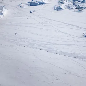 Aerial view of Emperor penguins toboganning in the snow, Print Aerial view of Emperor penguins toboganning in the snow, Print