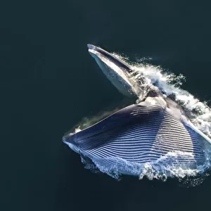 Aerial view of Fin whale (Balaenoptera physalus) lunge-feeding, with mouth open