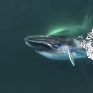 Aerial view of Fin whale (Balaenoptera physalus) lunge-feeding, with throat pouch distended
