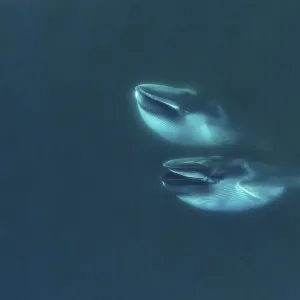 Aerial view Fin whales (Balaenoptera physalus) lunge-feeding in the southern Sea of Cortez