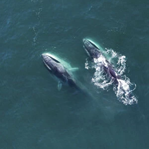 Aerial view Fin whales (Balaenoptera physalus) lunge-feeding in the southern Sea of Cortez